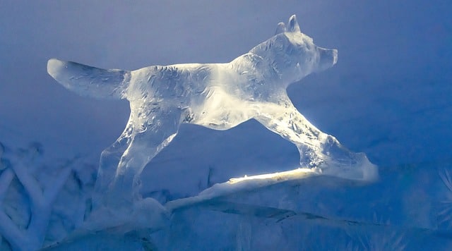 Ice scupture of a wolf leaping against a blue background