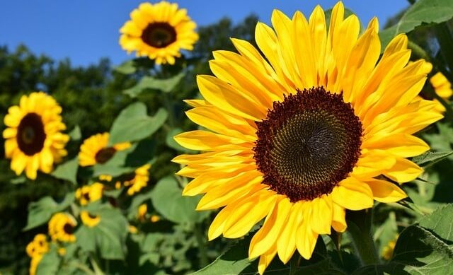Sunflowers are Blooming Along These Lancaster County Trails, Olde Square Inn