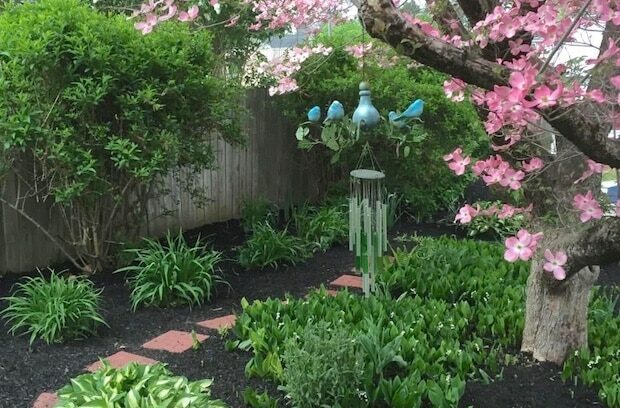 red brick garden path through black mulch with hostas, lily of the valley, a pink curly willow tree and a wind chime.